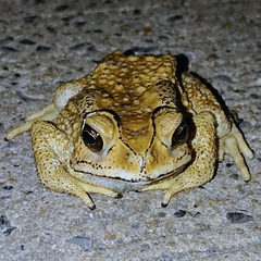 Duttaphrynus melanostictus