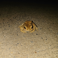 Duttaphrynus melanostictus