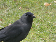 Corvus monedula