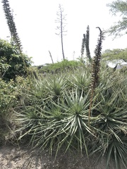 Puya aequatorialis