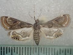 Paracataclysta fuscalis