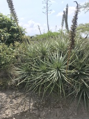 Puya aequatorialis