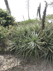 Puya aequatorialis