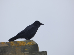 Corvus corone