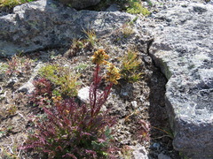 Pedicularis contorta contorta