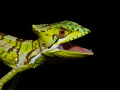 Laemanctus serratus