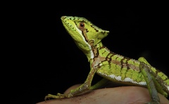 Laemanctus serratus
