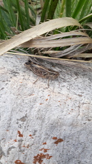 Dichroplus pratensis