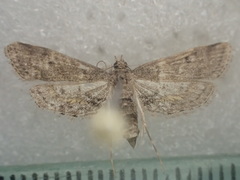 Araeomorpha diplopa
