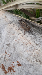 Dichroplus pratensis