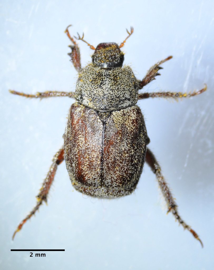 Grapevine Hoplia