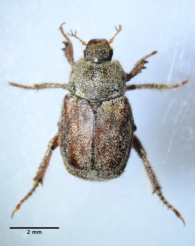 Grapevine Hoplia