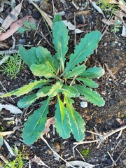 Lagenophora platysperma