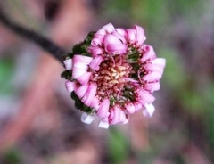 Lagenophora platysperma