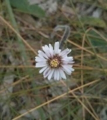Lagenophora platysperma