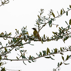 Myiozetetes similis