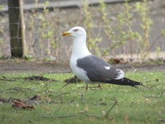 Larus fuscus