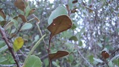 Sideroxylon americanum