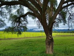 Chloroleucon tenuiflorum