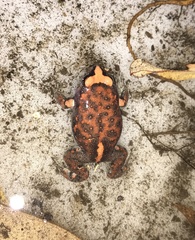 Pseudophryne australis