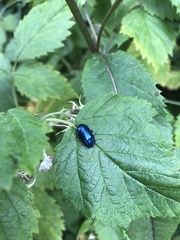 Oreina cacaliae