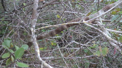 Sideroxylon americanum