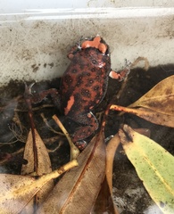 Pseudophryne australis