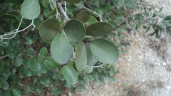 Sideroxylon americanum