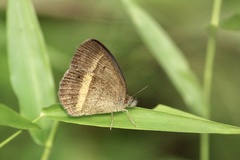 Yphthimoides ochracea