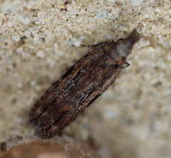 Hypatima dermatica