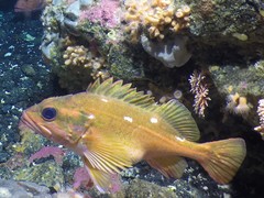 Rosethorn Rockfish photo 1