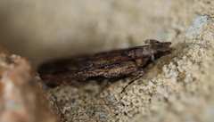 Hypatima dermatica