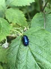 Oreina cacaliae