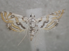 Parapoynx polydectalis