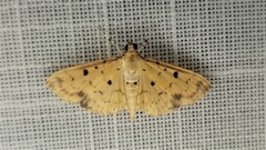 Herpetogramma cynaralis