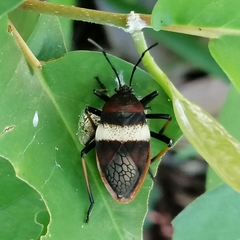 Largus balteatus
