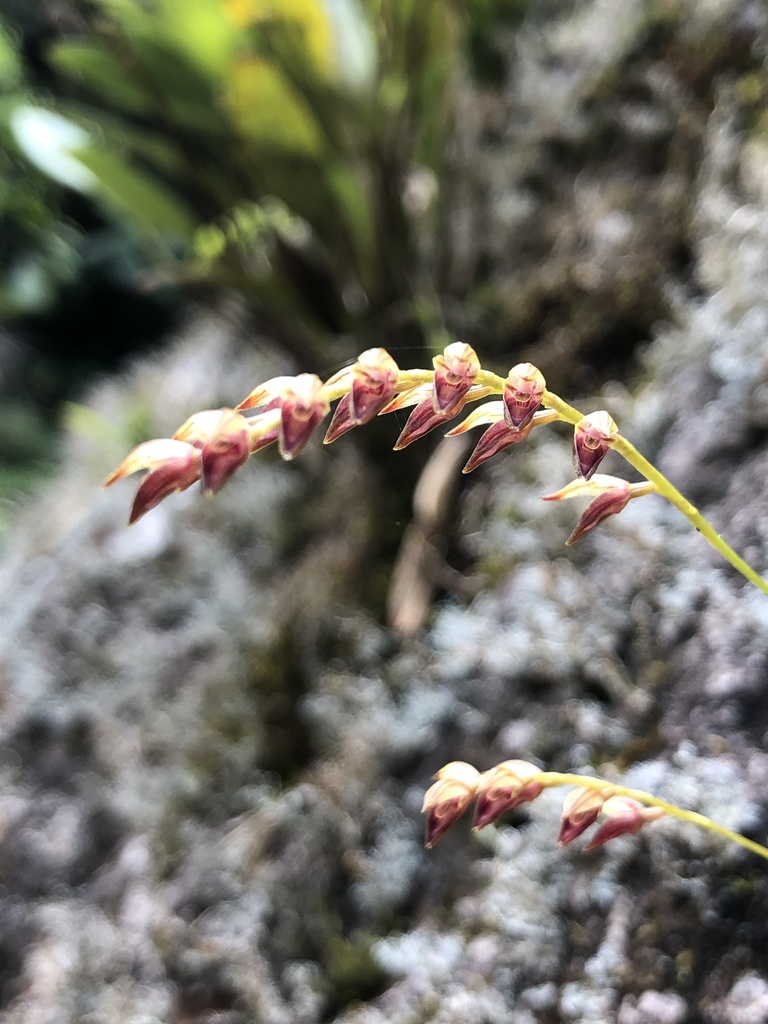 Specklinia gracillima