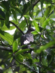 Patagioenas squamosa