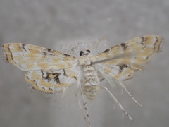 Parapoynx sinuosa