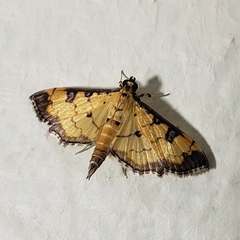 Ategumia