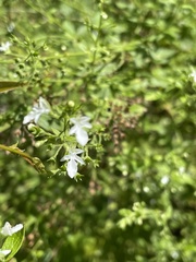 Teucrium corymbosum