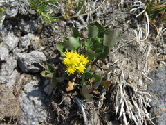 Solidago simplex nana