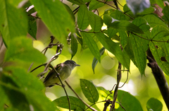 Tolmomyias sulphurescens