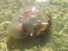 Rhopilema verrilli