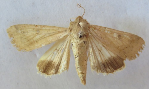 Cotton Bollworm Moth