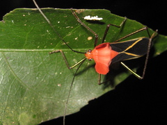 Sundarus