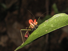 Sundarus