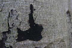 Melanamphora spinifera