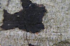 Melanamphora spinifera