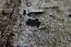 Melanamphora spinifera